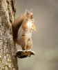 potd-squirrel_3022792k.jpg