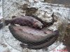 DSC07853.JPG