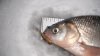 DSCF1263.jpg
