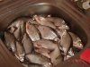 DSC06691.jpg