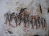 рыбинка январь 2011 018.jpg
