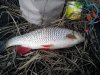 DSC00809.jpg