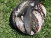 IMG_5235.JPG