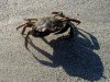 crab_300x225.jpg