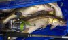 WP_20150621_002.jpg