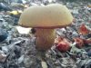 DSC01000.jpg