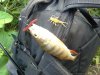 20150807_192852.jpg