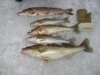 DSC01558.JPG