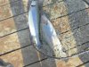 DSC07786.jpg