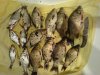 DSC00153.jpg