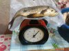 DSC00168.JPG