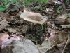 DSCF2534.jpg