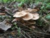 DSCF2535.jpg