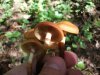 DSCF2539.jpg