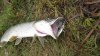 IMG_1767.jpg