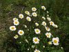 DSCF2575.jpg