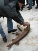 Волго 8 марта 2008 111.jpg