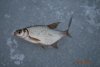 DSC_0042.JPG