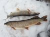 20160214_100305.jpg