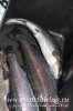 www.rusfishing.ru 3-й тур Чемпионата Русфишинга по зимней ловле ФОРЕЛИ 2016 - 555.jpg