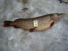 DSC00500.JPG