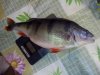 IMG_20160307_152121.jpg