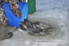 www.rusfishing.ru 4-й тур Чемпионата Русфишинга по зимней ловле ФОРЕЛИ 2016 - 1029.jpg