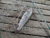 DSCN0813.jpg