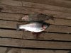 DSCN0815.jpg