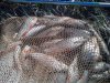 DSC01391.jpg