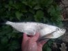 DSC01403.jpg
