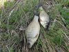DSC04888.JPG
