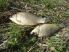 DSC04887.JPG