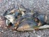 DSCN5105.jpg