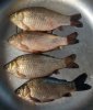 IMG_20160515_052104_615.jpg