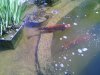 IMG_20160521_100310-800x600.jpg