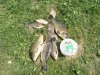 DSC04102.jpg