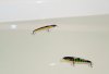 2 Kosadaka Suspendots (1) 600.jpg