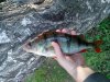 IMG_20160624_064154.jpg