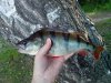 IMG_20160624_064209.jpg