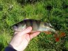 IMG_20160624_073709.jpg