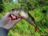 IMG_20160624_073736.jpg