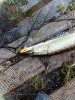 IMG_20160611_173835-480x640.jpg