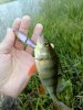IMG_20160621_053122-480x640.jpg