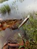 IMG_20160704_190649-480x640.jpg