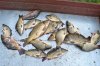 DSC_0092.JPG