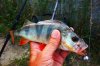 DSC00892.jpg