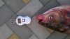 WP_20160808_19_03_07_Pro.jpg