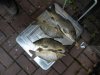 DSCN3646.jpg