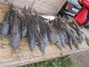 DSCN5215.JPG